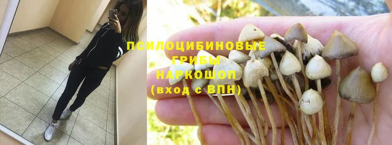 Псилоцибиновые грибы Psilocybe  Болохово 